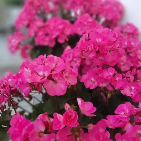 Huebgut公寓 公寓 弗希安德格洛可尼