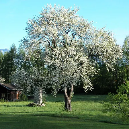 Huebgut